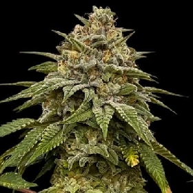 Red Halo > Conscious Genetics